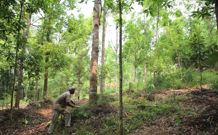 Đà Nẵng: Định hướng mở rộng diện tích rừng gỗ lớn