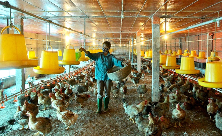 Hà Nội chủ động phòng, chống dịch bệnh trên vật nuôi