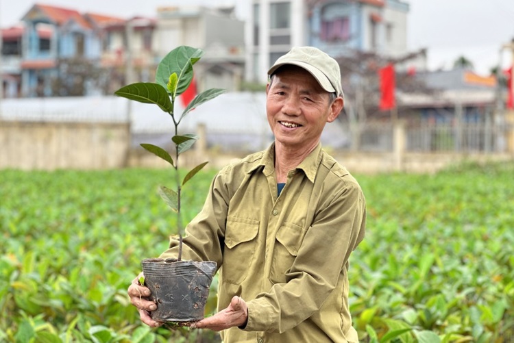 Thái Bình: Phân bổ hơn 12.000 cây mít giống giúp người dân khôi phục sản xuất