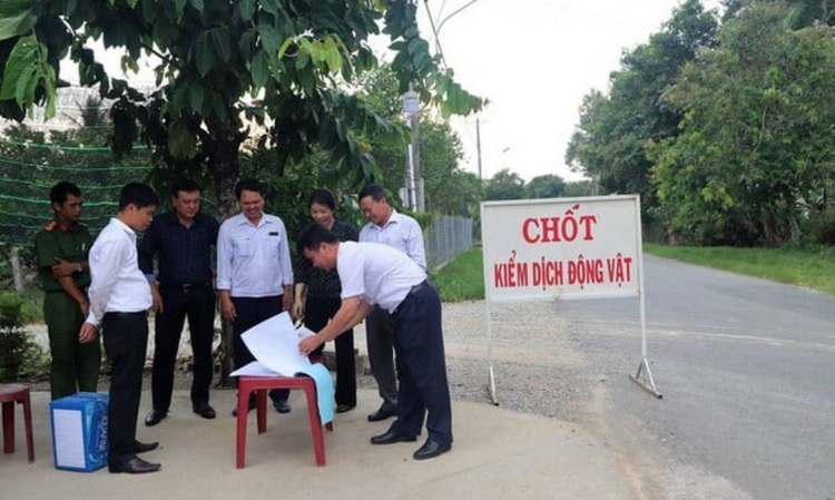 Lào Cai: Thành lập 5 đoàn chỉ đạo phòng chống dịch tả lợn châu Phi