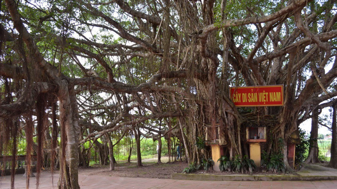 Gần 50 cây cổ thụ ở 5 tỉnh, thành đủ điều kiện công nhận Cây Di sản Việt Nam