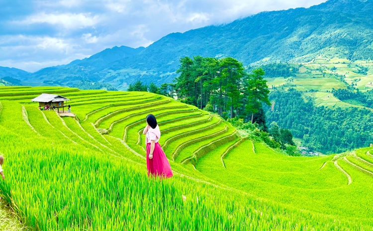 Khám phá mùa lúa xanh ở Mù Cang Chải