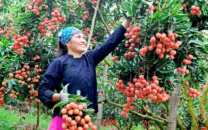 Lạng Giang (Bắc Giang): Thêm 6 sản phẩm được công nhận OCOP