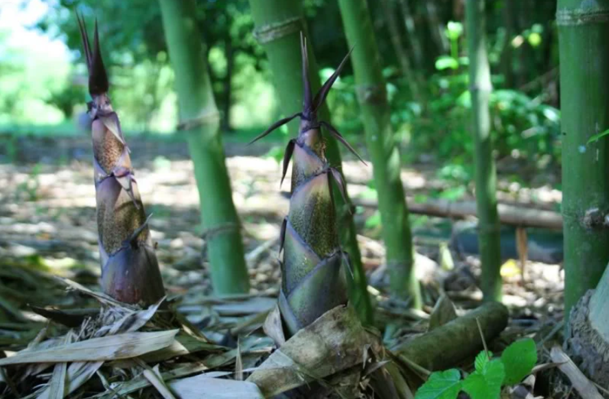 Sơn Động (Bắc Giang): Nâng cao thu nhập từ măng mai