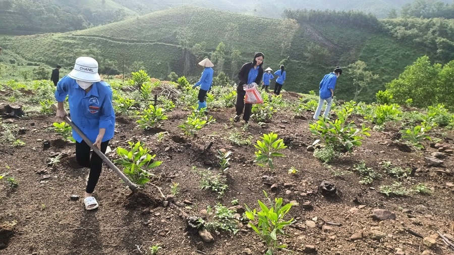Thái Nguyên: Trồng mới hơn 2.700ha rừng trong 5 tháng 2025