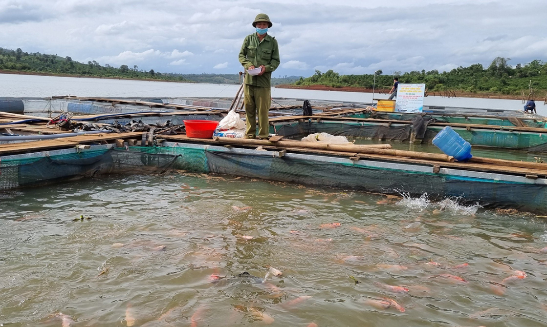 Phú Yên: Khắc phục tồn tại, nâng cao hiệu quả mô hình nuôi cá lồng bè