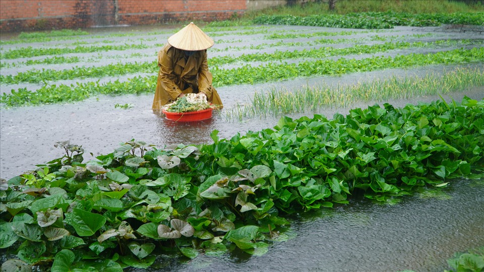 Lào Cai: Mưa lớn khiến 1 người mất tích, hàng chục hecta hoa màu bị ngập úng
