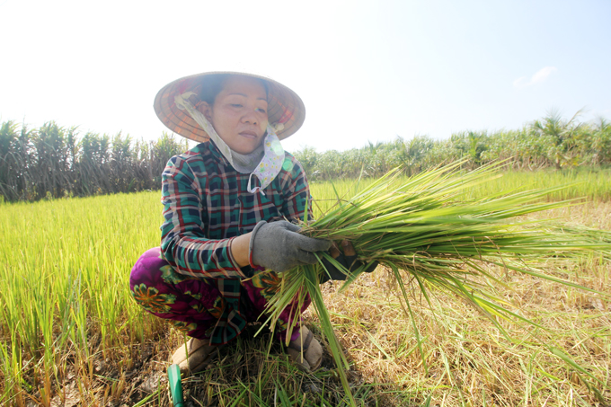 Krông Bông (Đắk Lắk): Gần 260ha lúa vụ Xuân bị nghẽn đồng, lép hạt