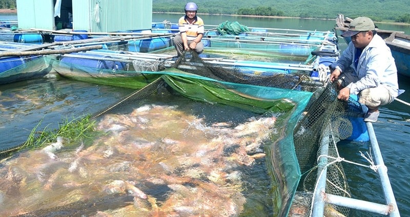 Hà Tĩnh: Thúc đẩy phát triển thuỷ sản nước ngọt