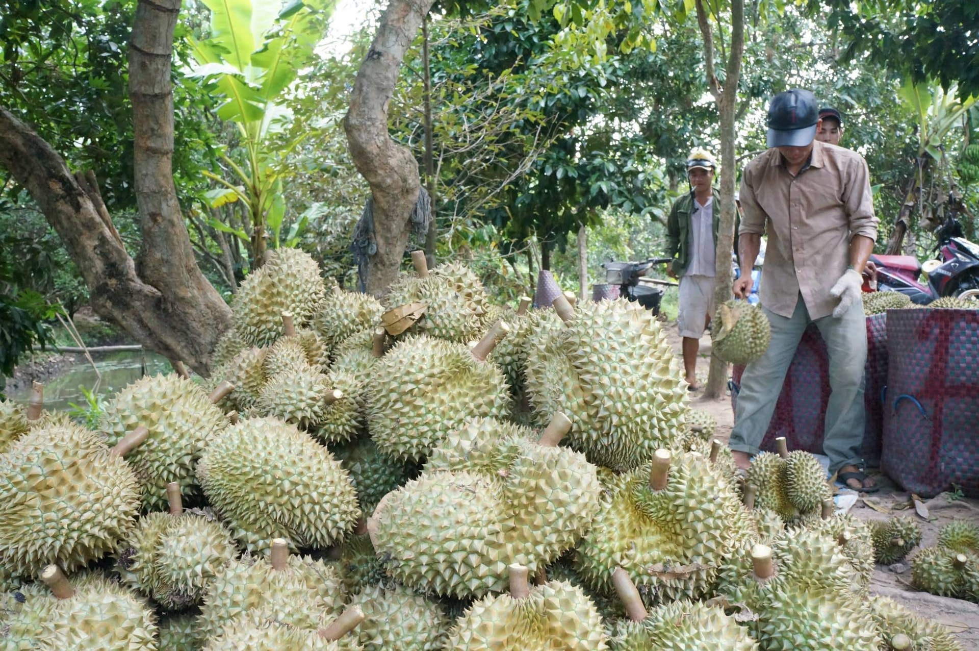 Quảng Ngãi: Nâng cao chất lượng, mở rộng thị trường tiêu thụ sầu riêng