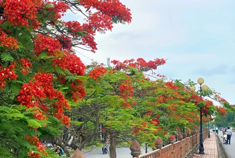 Phượng vĩ nở rộ nhuộm đỏ bờ sông ở Nam Định