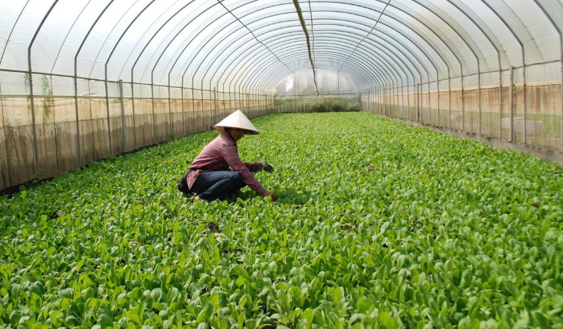 Nhân rộng mô hình canh tác nông nghiệp sạch, hữu cơ