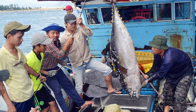 Trà Vinh: Khai thác, đánh bắt hải sản trên biển gặp khó