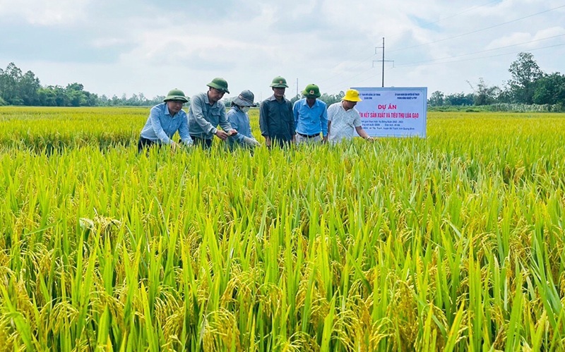 Quảng Nam: Nông dân hưởng lợi kép từ liên kết sản xuất lúa giống