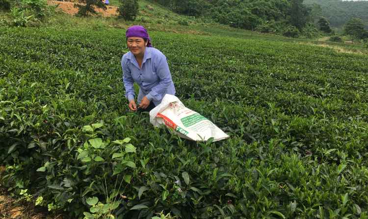 Lào Cai phát triển nông nghiệp theo hướng hàng hóa, ứng dụng công nghệ cao