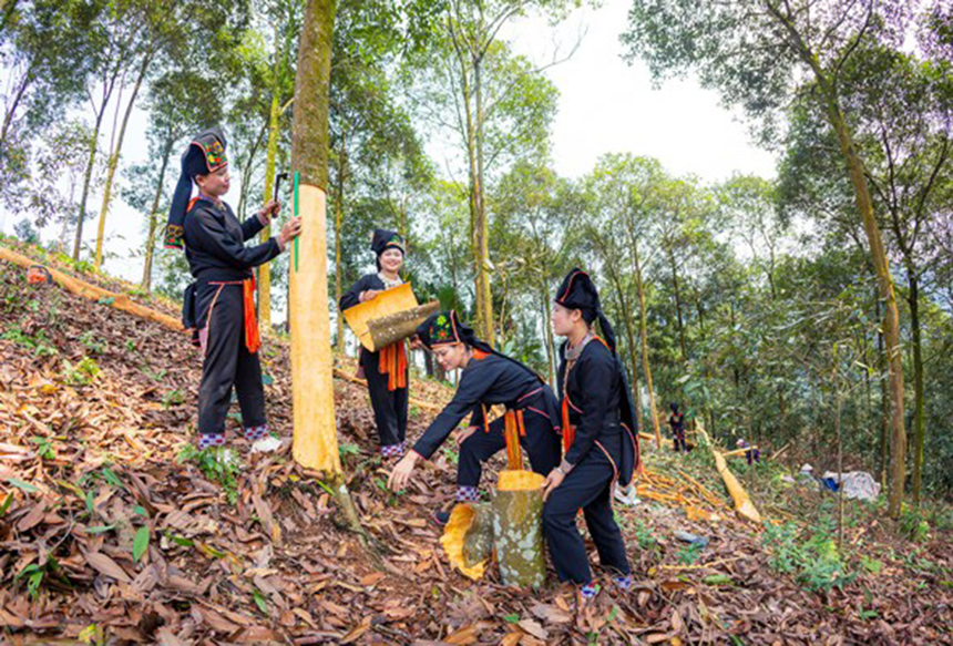 Điện Biên: Tái cơ cấu góp phần nâng cao giá trị ngành nông nghiệp