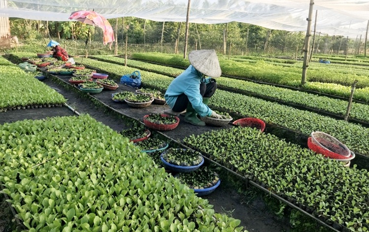 An Giang: Phát triển vùng chuyên canh sản xuất rau màu