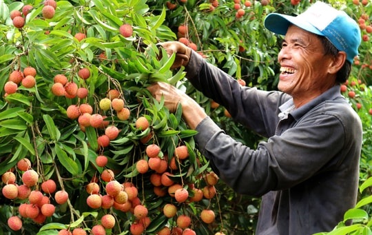 Lục Ngạn (Bắc Ninh): Khẳng định vị thế nông sản xuất khẩu chủ lực