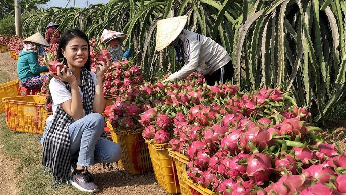 Lâm Đồng: Mở rộng diện tích thanh long theo hướng an toàn, hữu cơ