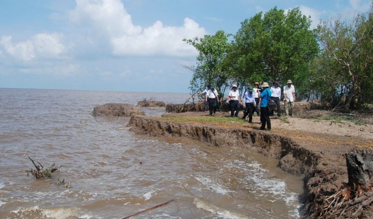Cà Mau: Chủ động triển khai các giải pháp bảo vệ đê biển Tây