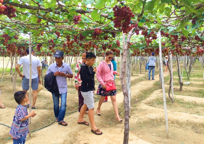 Khánh Hòa phát triển du lịch nông nghiệp theo hướng trải nghiệm xanh
