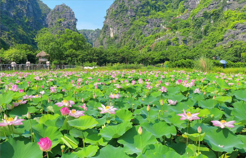 Khám phá vẻ đẹp của Hang Múa mùa sen nở rộ
