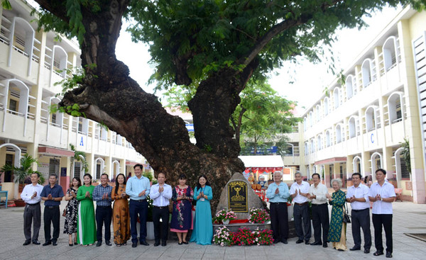 Bình Dương: Điệp phèo heo hơn 100 tuổi trong trường học được công nhận Cây Di sản Việt Nam