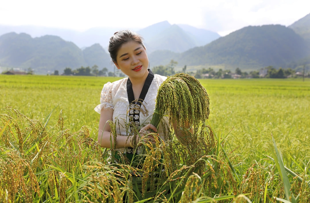Bảo tồn, phát triển sản phẩm lúa gạo bản địa