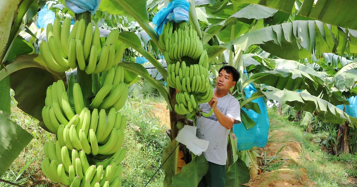 Điện Biên: Nhân rộng mã số vùng trồng, nâng cao chất lượng nông sản