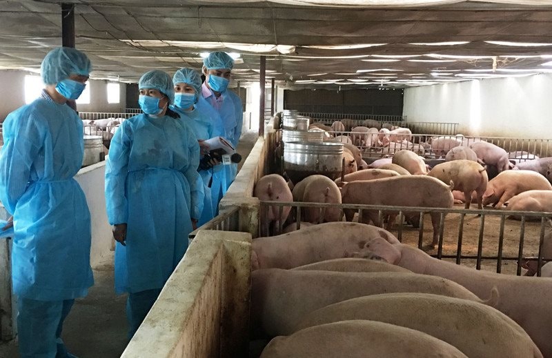 Hải Phòng quy định mức hỗ trợ khắc phục dịch bệnh động vật