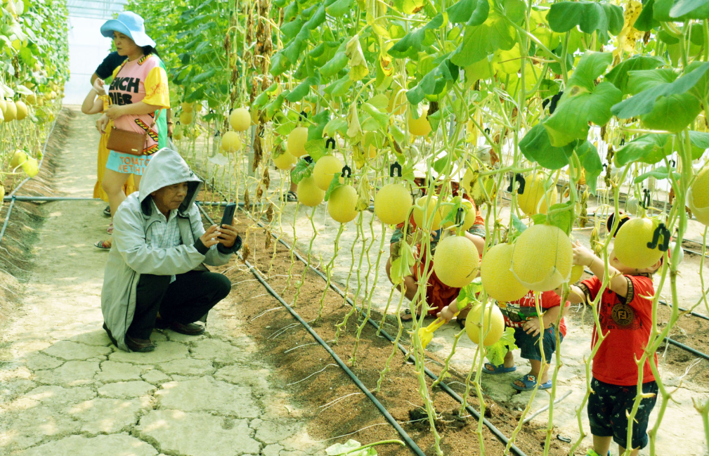 Khai thác lợi thế nông nghiệp công nghệ cao, thúc đẩy du lịch địa phương