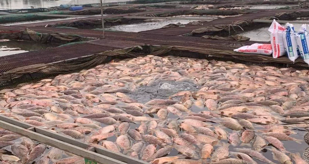 Đắk Lắk: Hơn 1.000 tấn cá lồng bè chết, thiệt hại gần 47 tỷ đồng