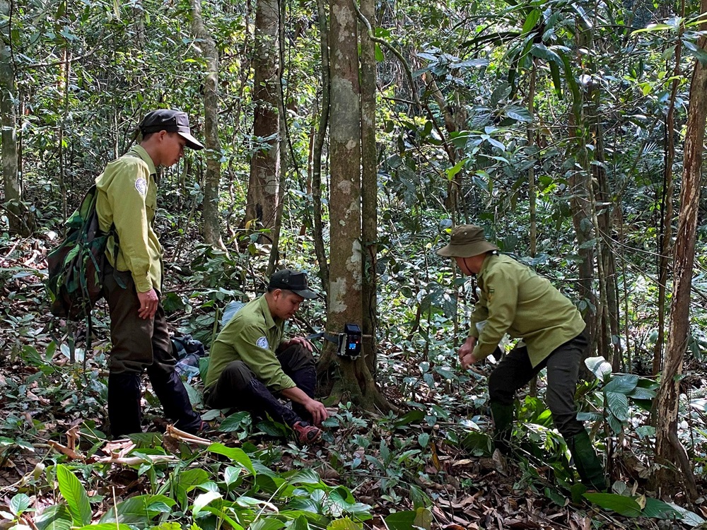 Bảo tồn, phát triển tài nguyên rừng Kim Điền