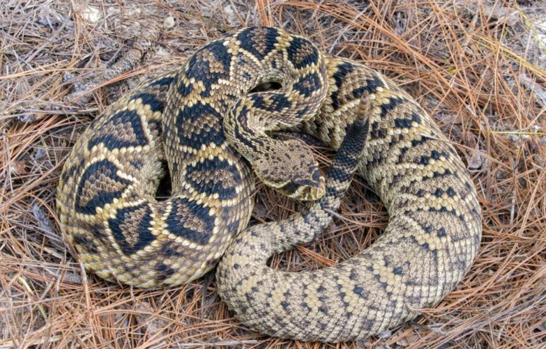 Tây Ban Nha: Báo động rắn đuôi chuông sinh sôi nhanh trên đảo Mallorca