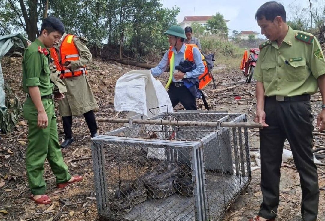 Người dân TP.Huế tự nguyện giao nộp trăn đất quý hiếm