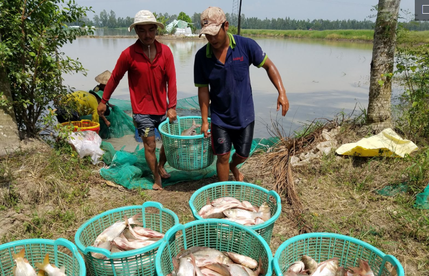 Tăng năng suất, nâng chất lượng ngành thủy sản tại Cần Thơ