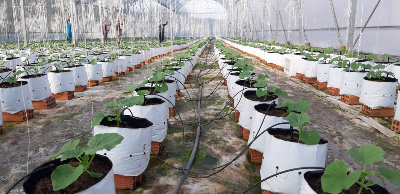 Công nghệ IoT, AI tạo đột phá cho nông nghiệp Vĩnh Long