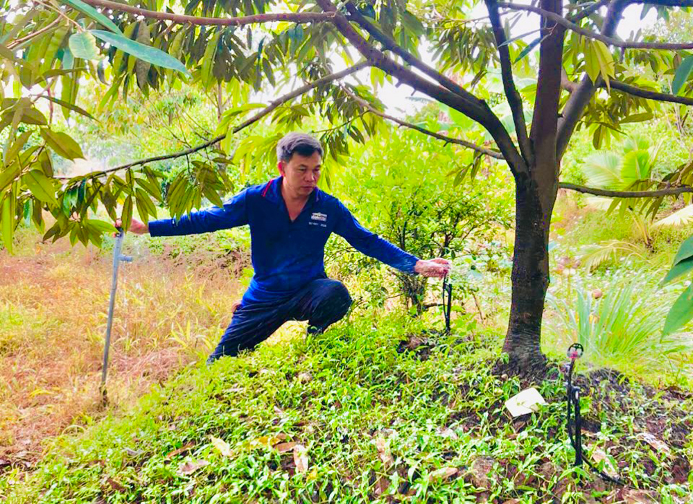 Đắk Lăk: Ứng dụng công nghệ hiện đại trong canh tác sầu riêng