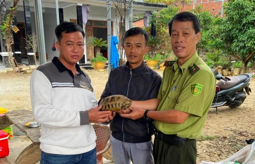 Người dân TP.Huế tự nguyện giao nộp 5 cá thể rùa quý hiếm