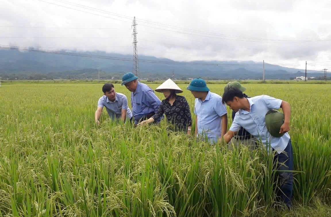 Khôi phục, bảo tồn giống cây trồng nguồn gốc bản địa