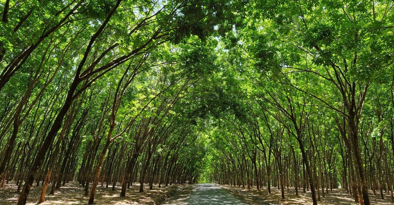  Đà Nẵng khai thác tín chỉ carbon, thúc đẩy tăng trưởng kinh tế xanh