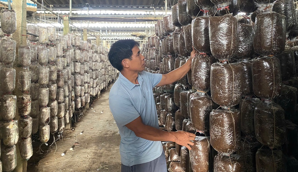 Hiệu quả từ mô hình trồng nấm gắn với bảo vệ môi trường ở Ninh Bình