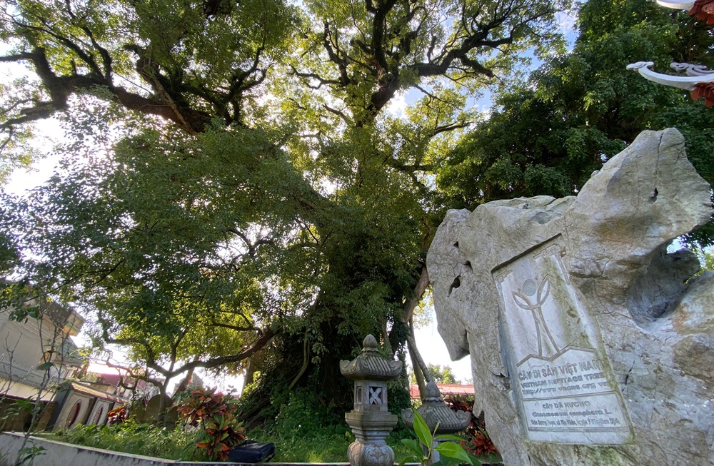 Chiêm ngưỡng cây Dã hương Di sản hơn 600 tuổi ở Ninh Bình