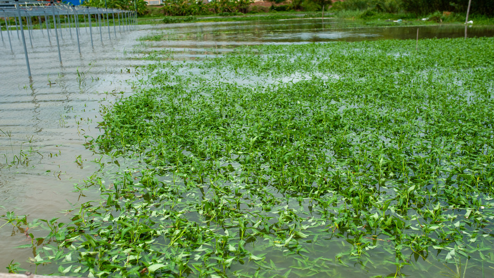 Khánh Hòa: Hơn 10.000ha cây trồng bị thiệt hại, ngập úng