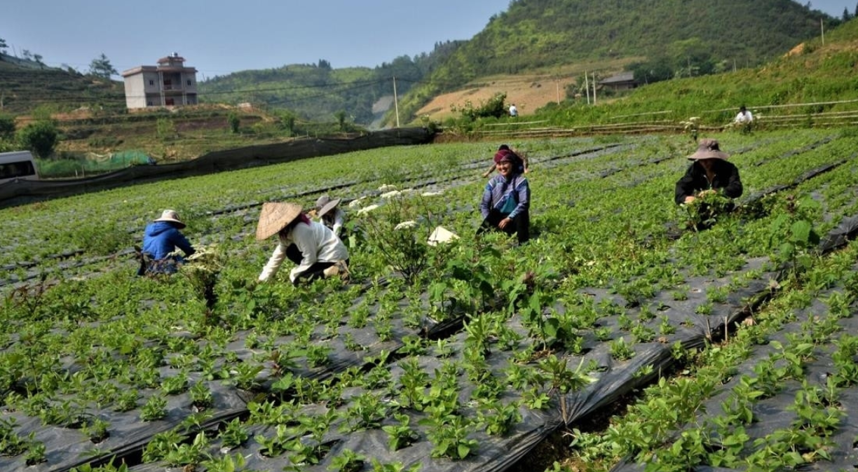 Ưu tiên, mở rộng diện tích trồng cây dược liệu tạo sinh kế bền vững