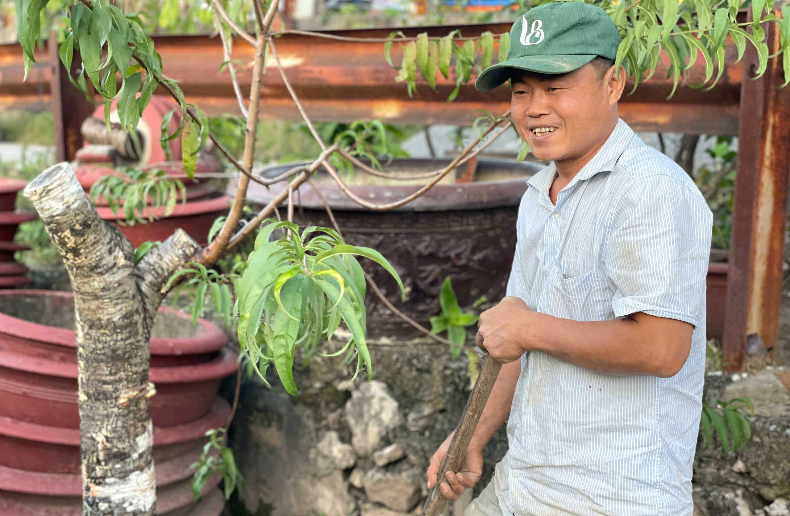 Hộ trồng đào Nhật Tân tất bật chuẩn bị vụ Tết