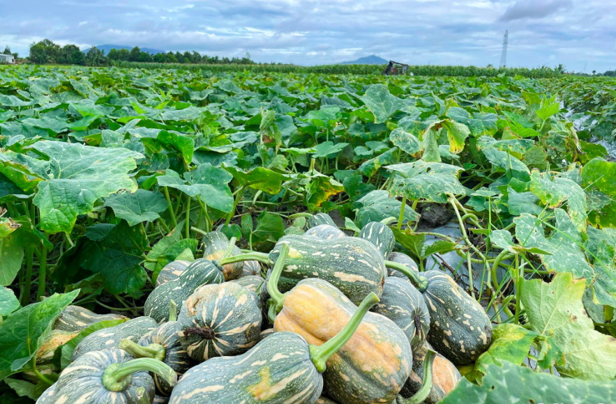 Khai thác tối đa lợi ích kinh tế từ cây bí đỏ