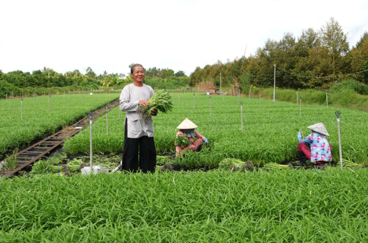 Cần Thơ: Mở rộng diện tích hoa màu, tạo nguồn cung ổn định