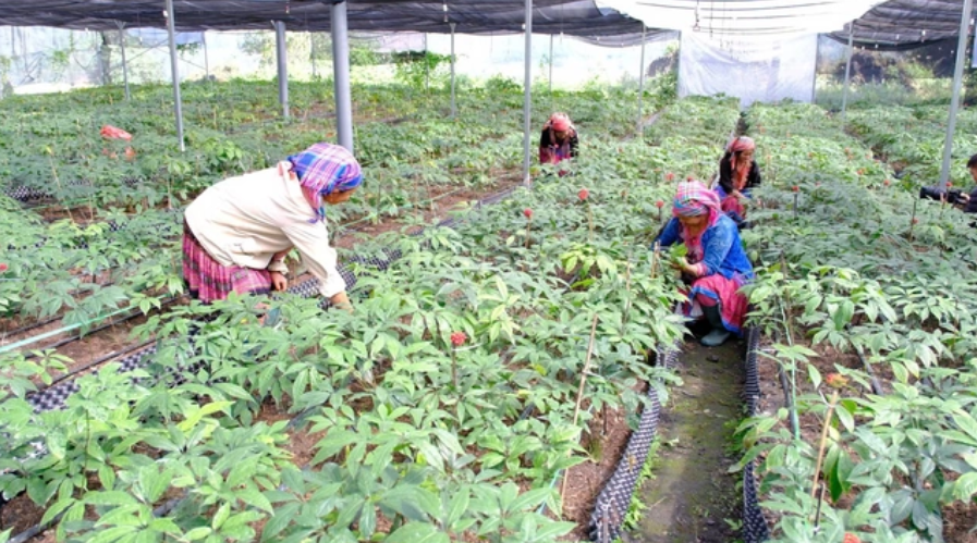 Thúc đẩy trồng dược liệu, xây dựng vùng sản xuất hàng hóa