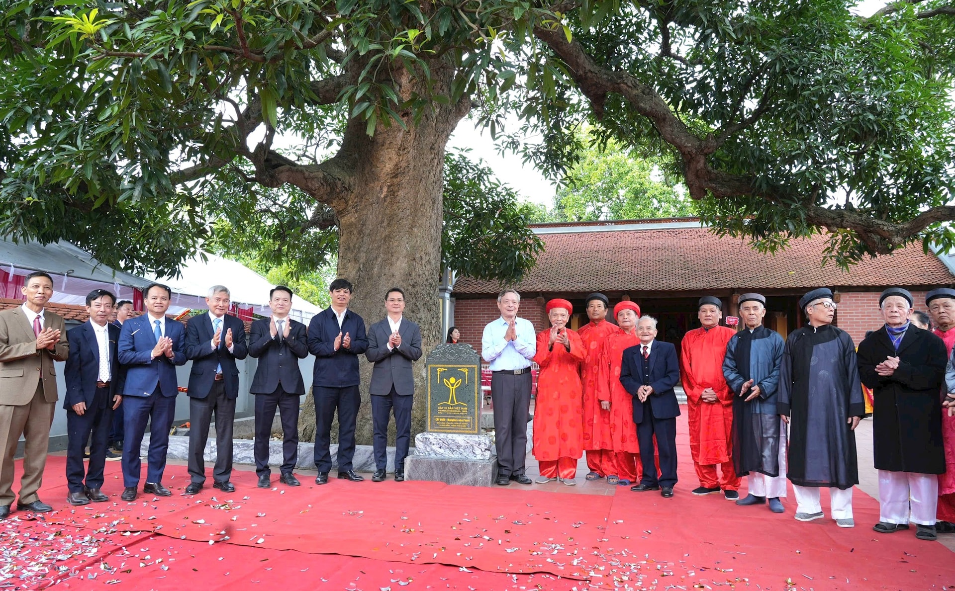 Quéo cổ thụ 400 năm tuổi ở Phù Đổng được công nhận Cây Di sản Việt Nam